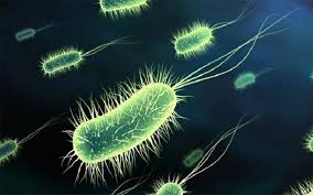 Que es la Escherichia coli?